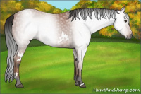 Horse Color:Gray White Spotted Bay 