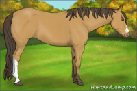 Horse Color:Buckskin 