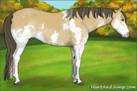 Horse Color:White Spotted Buckskin Splash 