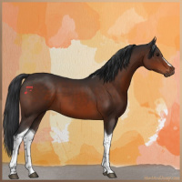 Horse Color:Brown Tobiano 