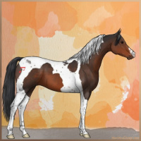 Horse Color:Brown Tobiano 