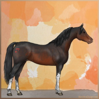 Horse Color:Brown Appaloosa 