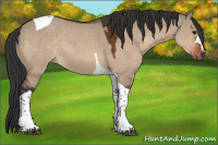 Horse Color:Bay Dun Tobiano 