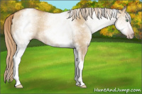 Horse Color:Gray White Spotted Gold Champagne Dun