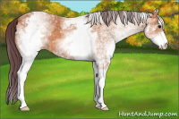 Horse Color:White Spotted Chocolate Bay 