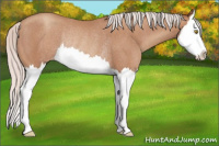 Horse Color:Silver Sable Champagne Sabino Splash Appaloosa Rabicano 