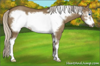 Horse Color:Silver Smoky Grullo Sabino Frame 