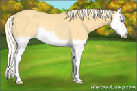 Horse Color:Gold Cream Champagne Splash Rabicano 