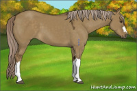 Horse Color:Chocolate Palomino Dun 