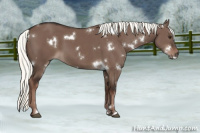 Horse Color:White Spotted Liver Red Dun Mushroom 