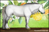 Horse Color:Gray White Spotted Liver Red Roan Rabicano 