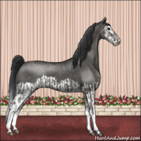 Horse Color:Grullo Sabino Splash  and Grullo Sabino Splash 