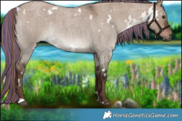 Horse Color:Painted White Spotted Liver Red Dun Roan Rabicano 