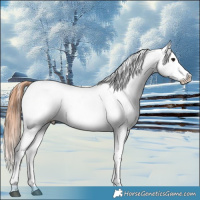 Horse Color:Bay Dun Appaloosa 