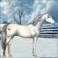 Horse Color:Gray Buckskin 