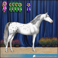 Horse Color:Liver Chestnut Appaloosa
