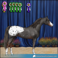 Horse Color:Liver Chestnut Appaloosa 