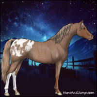 Horse Color:Red Roan Appaloosa 