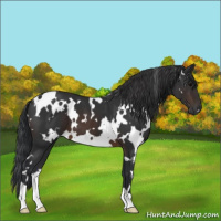 Horse Color:White Spotted Brown 