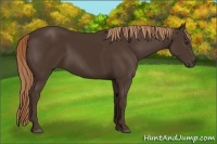 Horse Color:Liver Chestnut Rabicano 