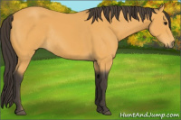 Horse Color:Buckskin Rabicano 