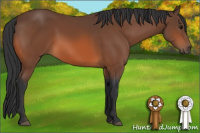 Horse Color:Bay Rabicano 