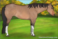 Horse Color:Bay Dun