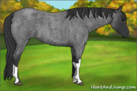 Horse Color:Blue Roan 