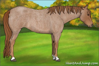 Horse Color:Red Roan 