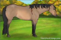 Horse Color:Bay Dun