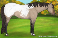 Horse Color:Brown Dun Appaloosa 