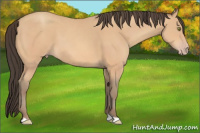 Horse Color:Amber Champagne