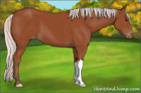 Horse Color:Silver Bay Varnish