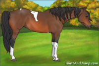 Horse Color:Bay Tobiano 