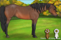 Horse Color:Bay Roan 