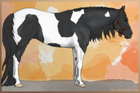 Horse Color:Black Tobiano