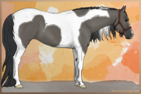 Horse Color:Grullo Tobiano