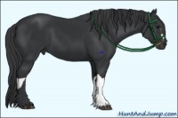 Horse Color:Black  and Black 