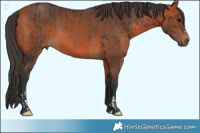 Horse Color:Brown Rabicano  and Bay 