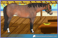 Horse Color:Bay Roan Sabino Rabicano 