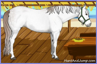 Horse Color:Gray White Spotted Chestnut Rabicano 