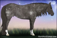 Horse Color:Smoky Black 