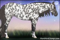 Horse Color:Grullo Appaloosa