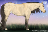 Horse Color:Buckskin Dun 