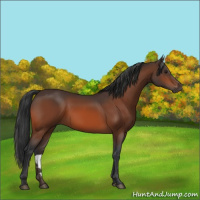 Horse Color:Brown 