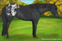 Horse Color:Black  and Black Appaloosa 