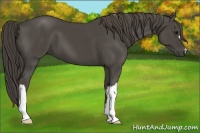 Horse Color:Smoky Black 