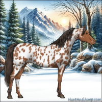 Horse Color:Bay Appaloosa 