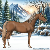 Horse Color:Chestnut Appaloosa 