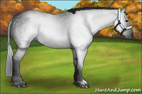 Horse Color:Gray Brown 